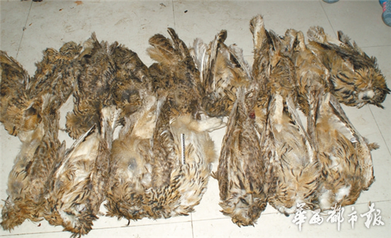 猫头鹰死体。