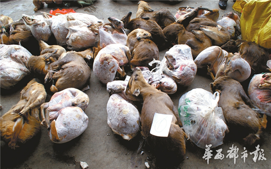 绵阳市森林公安局查获的珍贵濒危野生动物死体摆满一地。（警方供图）
