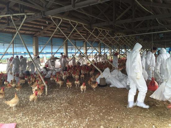 台湾云林再传禽流感，近3万只肉鸡被扑杀。（图片来源：台湾《联合报》）