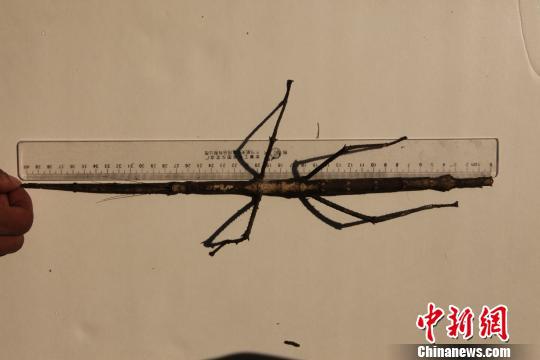 图为当天发现的巨型竹节虫　陶平　摄