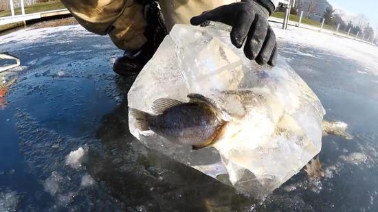 罕见奇景！大鱼吃小鱼时遇湖面结冰 双双被封印