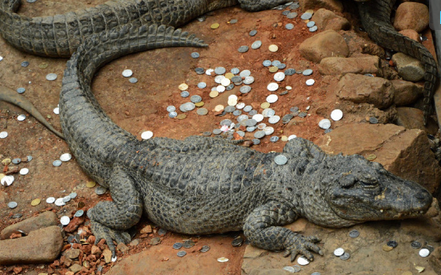 图说：扬子鳄鱼池和大鳄龟展览池中被投入百枚硬币。网络图