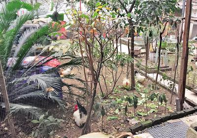 九龙坡区劳动二村一底楼居民圈下一块地，养了成群的鸡鸭鹅鱼和狗。 本报记者 胡杰 摄