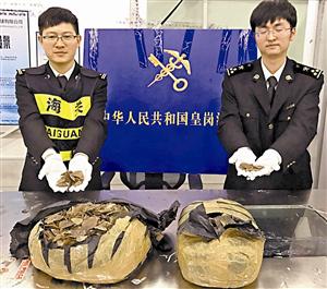 皇岗海关人员展示查获的穿山甲鳞片。皇岗海关供图