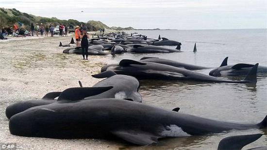 400多头鲸鱼在新西兰海滩搁浅 大部分已死亡