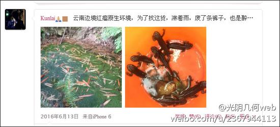 李某微博@Kunlai附图中数量较大的国家二级保护动物棕黑疣螈