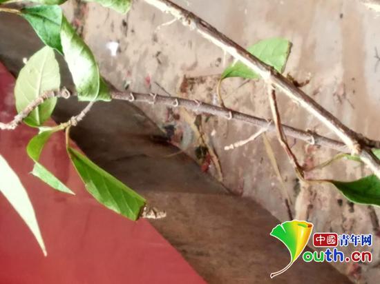 女方坠亡的地方，墙上还残留着血迹