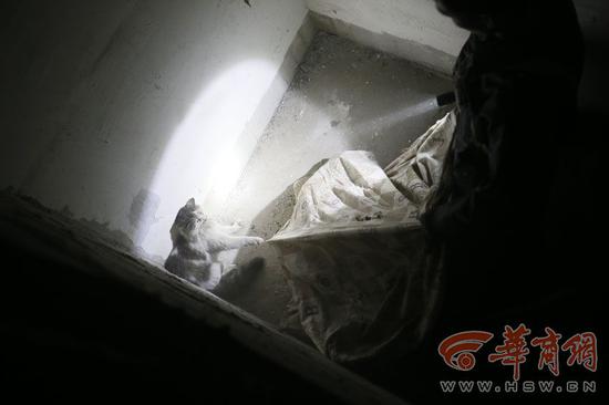 侯先生想用被子将猫罩住，试了几次都失败了 华商报记者 张杰 摄