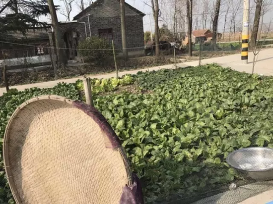 张夕兰去世前一个月所种的菜地
