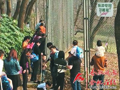 一些市民为了近距离观看老虎，不顾铁丝网上的“脉冲电网勿触摸”警示标志。