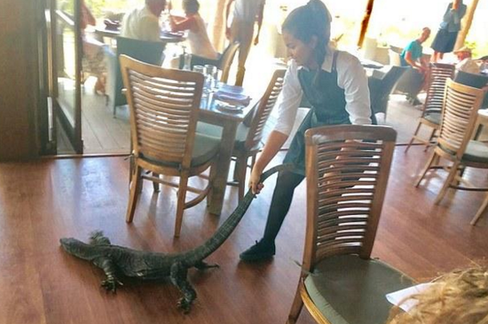 厉害！2米巨蜥闯餐厅 女服务员徒手拽尾拖出门