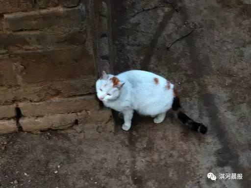 沾满草履蚧的猫因瘙痒在院墙上蹭来蹭去