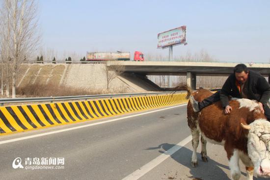 老汉在高速公路应急车道上骑牛
