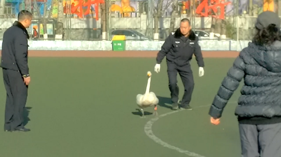实拍：北京动物园天鹅出逃 警民合力围堵抓捕