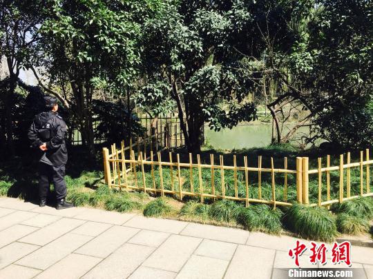 瘦西湖景区已经对黑天鹅生活的区域实行全天候守护。　崔佳明　摄