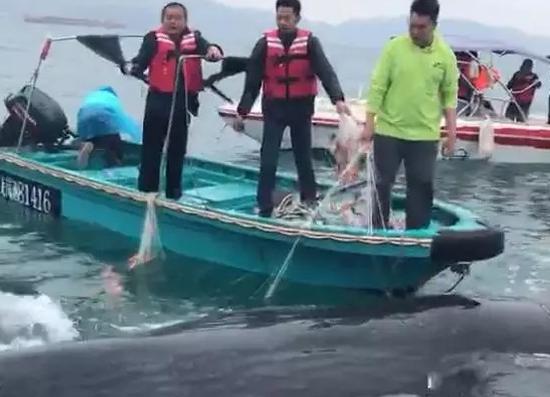 鲸鱼迷路被困渔网 潜水员下海割网施救