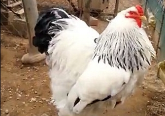 【巨型鸡出笼视频走红网络】估计下锅煮完不.