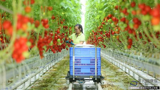 开眼了 中国最大无土种植温室番茄园这么帅|温