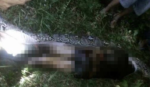 印尼男子遭巨蟒吞食 村民剖腹寻回遗体