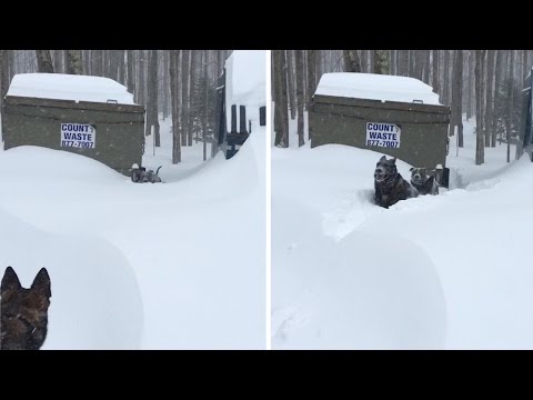 患难见真情！牧羊犬雪中开道救出同伴