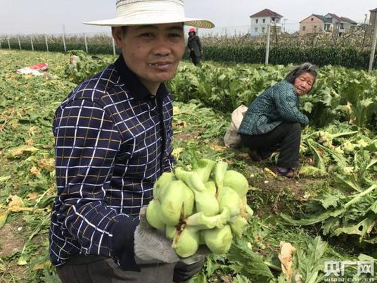 菜农正在收割榨菜