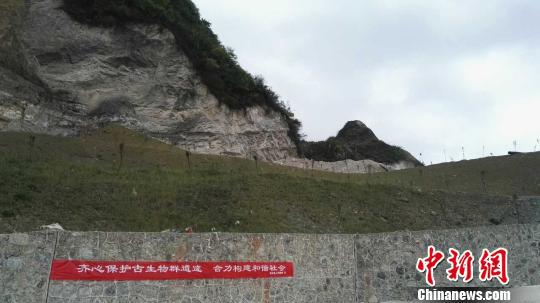 贵州省瓮安县采取措施积极推进古生物化石资源保护。　赵素娥　摄