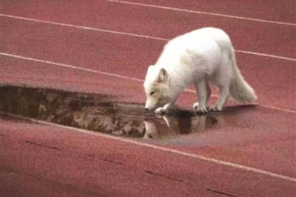 英超足球-乐鱼app(leyu)官方网站-乐鱼官网