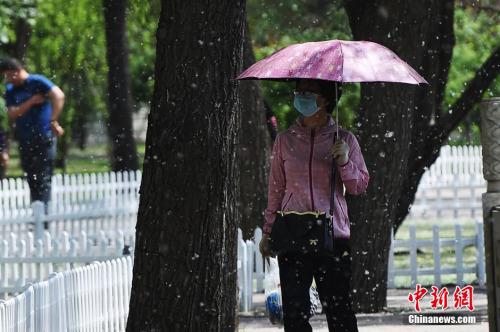 资料图：每逢春季，中国北方多地就会杨絮纷飞。武俊杰 摄