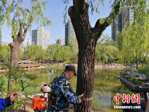 2017年4月12日,工作人员在北京市柳荫公园为柳树“打针”治理飞絮。 中新网记者 张尼 摄
