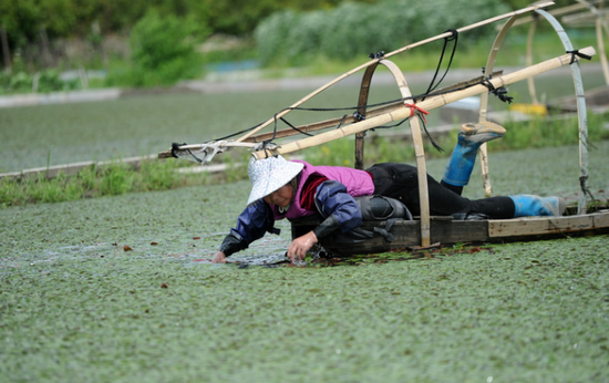 一趴10小时 村民采摘西湖莼菜太不容易！