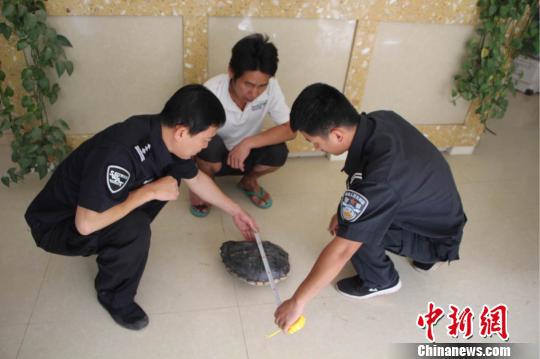 森林公安民警勘验鳄鱼龟壳。　常宗波 摄