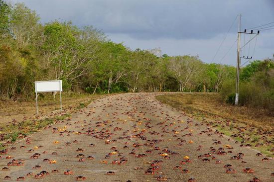实拍古巴百万螃蟹集体出动 浩浩荡荡铺满马路