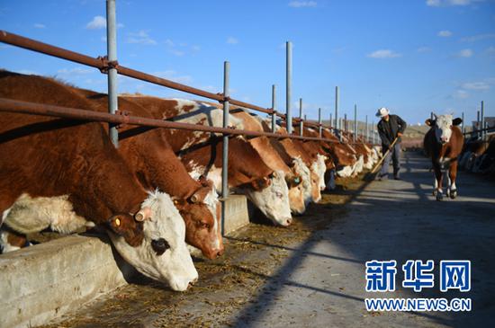 这是内蒙古蒙犇畜牧有限公司的养殖基地（4月26日摄）。新华社记者 邓华 摄