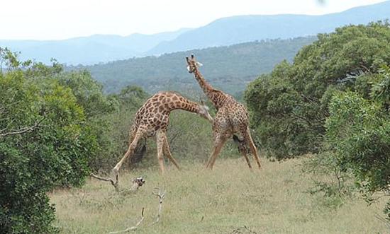  南非两长颈鹿为争夺交配权 甩脖子互殴
