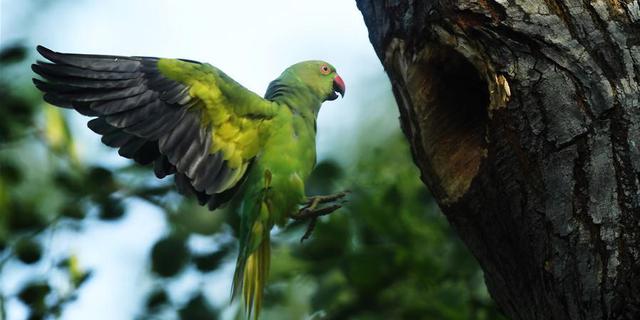 卖鹦鹉获刑男子已上诉 二审律师将做无罪辩护