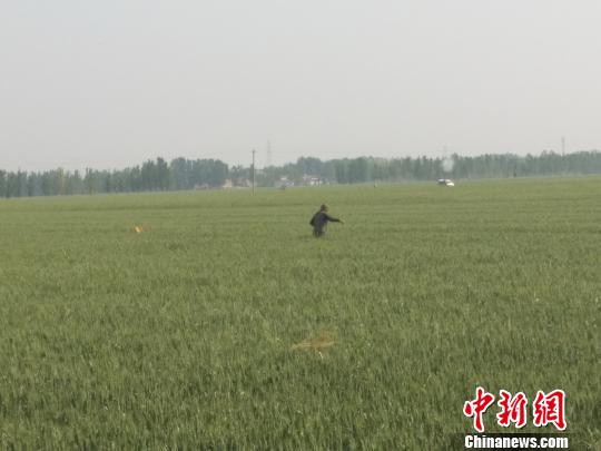 雄安新区小王营村西侧，一名村民正在麦田内灌溉。王天译 摄