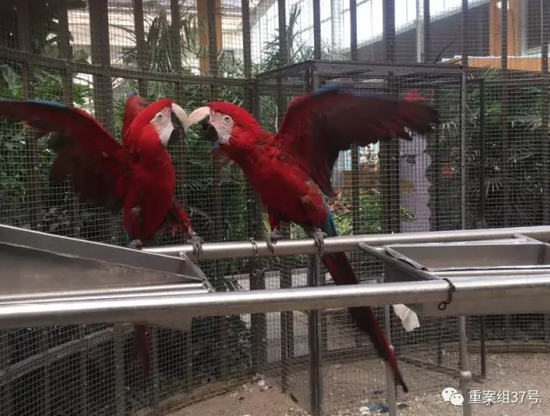 ▲北京南宫世界地热博览园展出的金刚鹦鹉。 新京报记者王飞 摄