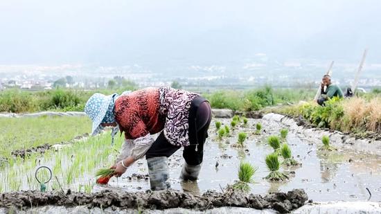 5月，农民插秧&nbsp;摄影/吴军
