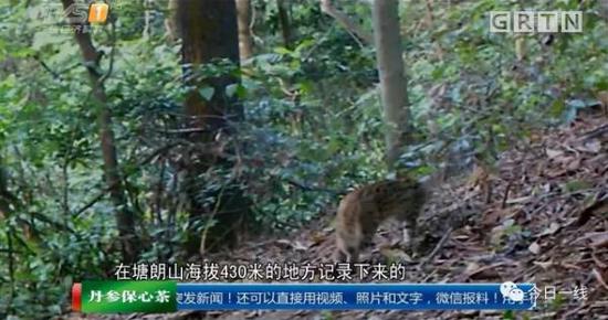 全国罕见！实拍深圳闹市出现多只野生豹猫