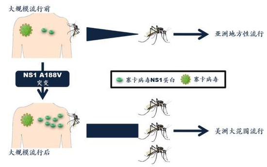 寨卡病毒NS1蛋白188位点氨基酸突变导致蚊虫带毒率上升，促使寨卡病毒大范围流行