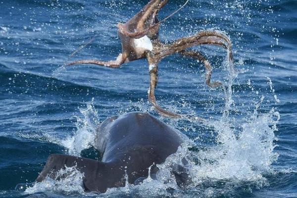 利物浦客场球衣-乐鱼app(leyu)官方网站-乐鱼官网