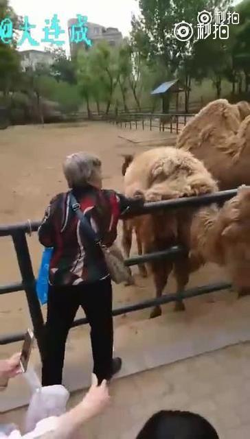 大连一老太动物园内薅骆驼毛