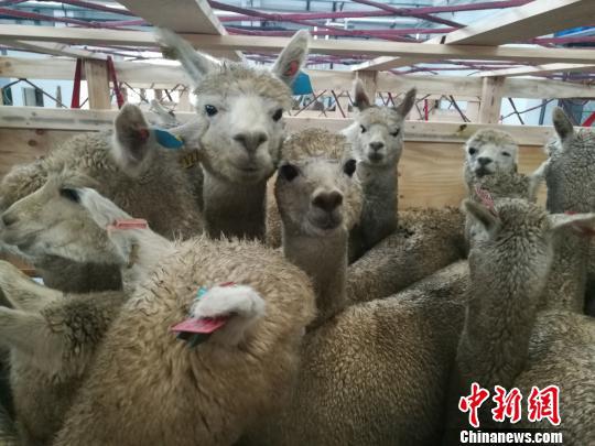 图为木箱中的澳大利亚羊驼。 李娜 摄