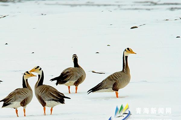 特莱斯-乐鱼app(leyu)官方网站-乐鱼官网