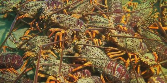 馋坏吃货！新西兰某水域现巨量龙虾 集体产卵