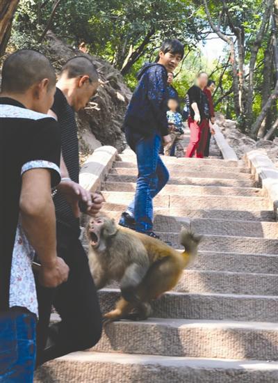 泸山猴子经常拦路抢游客的东西