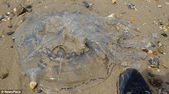 英海滩大量巨型水母搁浅