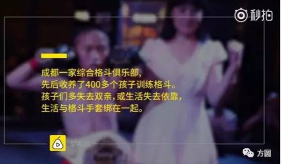 “格斗孤儿”，谁来保护他们的权利