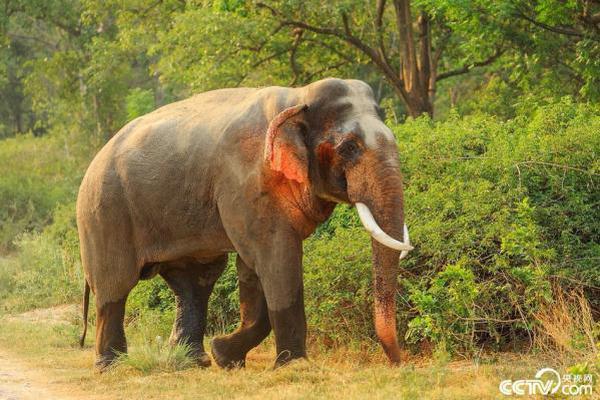 法国vs巴西-乐鱼app(leyu)官方网站-乐鱼官网