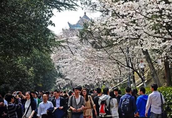 武汉大学樱花绽放，游客如织。